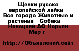 Щенки русско европейской лайки - Все города Животные и растения » Собаки   . Ненецкий АО,Нарьян-Мар г.